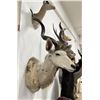 Image 2 : Trophy African Kudu Taxidermy Mount