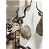 Image 3 : Trophy African Kudu Taxidermy Mount