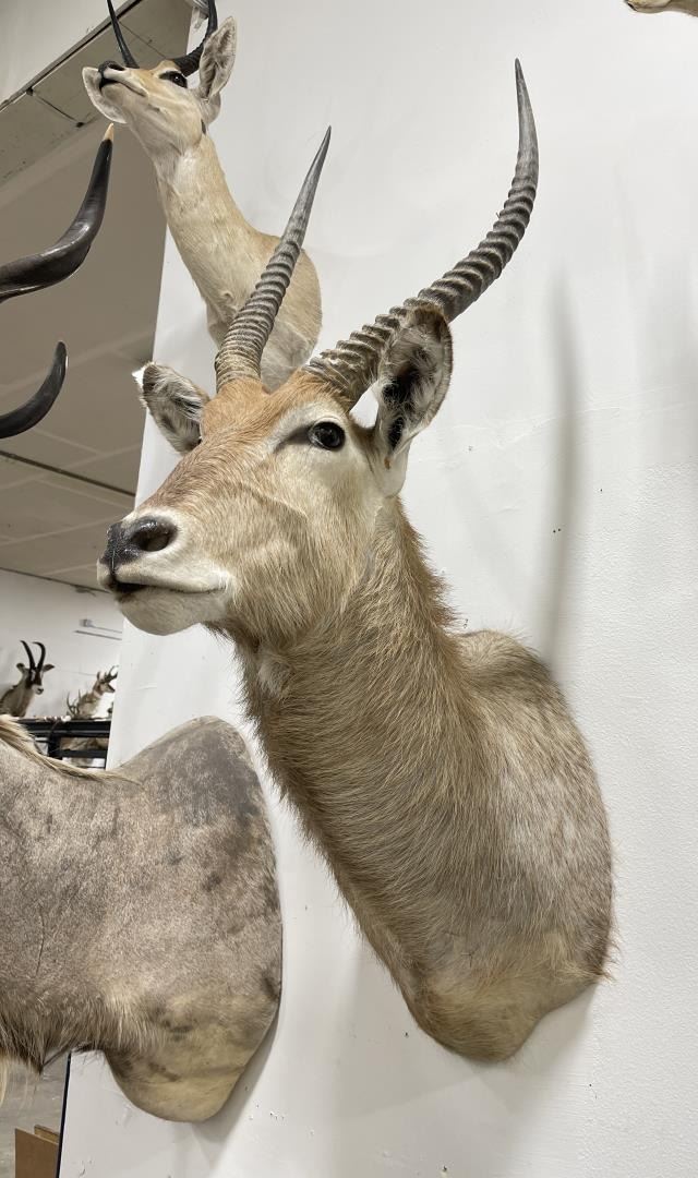 Trophy African Waterbok Taxidermy Mount
