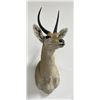 Image 1 : Trophy African Southern Reedbuck Taxidermy Mount