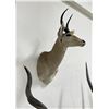 Image 2 : Trophy African Southern Reedbuck Taxidermy Mount