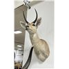 Image 3 : Trophy African Southern Reedbuck Taxidermy Mount