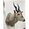 Image 1 : Trophy African Eland Taxidermy Mount