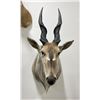 Image 2 : Trophy African Eland Taxidermy Mount