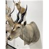 Image 3 : Trophy African Eland Taxidermy Mount