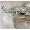 Image 2 : Trophy African Leopard Monkey Taxidermy Mount