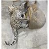 Image 8 : Trophy African Leopard Monkey Taxidermy Mount