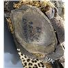Image 10 : Trophy African Leopard Taxidermy Mount