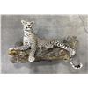 Image 1 : Trophy African Leopard Taxidermy Mount