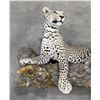 Image 2 : Trophy African Leopard Taxidermy Mount