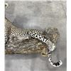 Image 3 : Trophy African Leopard Taxidermy Mount