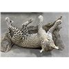 Image 4 : Trophy African Leopard Taxidermy Mount