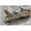 Image 8 : Trophy African Leopard Taxidermy Mount