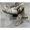Image 9 : Trophy African Leopard Taxidermy Mount