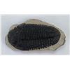 Image 1 : Moroccan Fossil Trilobite