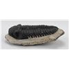 Image 2 : Moroccan Fossil Trilobite
