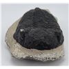 Image 3 : Moroccan Fossil Trilobite