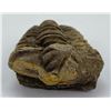Image 3 : Moroccan Fossil Trilobite