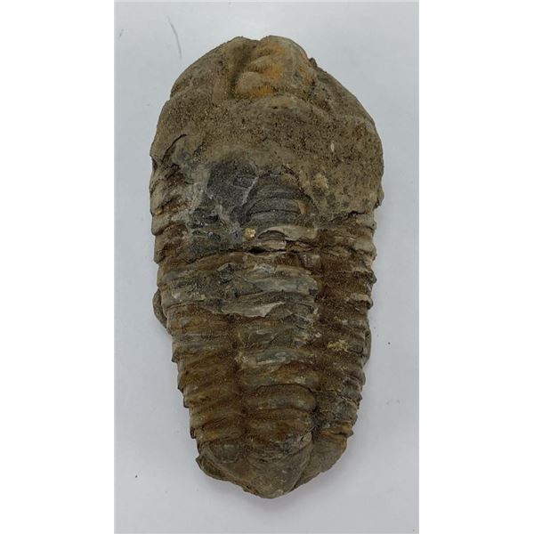 Moroccan Fossil Trilobite