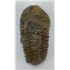 Image 1 : Moroccan Fossil Trilobite