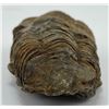 Image 3 : Moroccan Fossil Trilobite