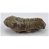 Image 4 : Moroccan Fossil Trilobite