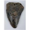Image 1 : South Carolina Megalodon Shark Tooth Fossil