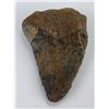 Image 6 : South Carolina Megalodon Shark Tooth Fossil