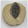 Image 1 : Moroccan Fossil Trilobite
