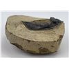 Image 2 : Moroccan Fossil Trilobite