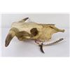 Image 3 : Montana Steer Cow Skull