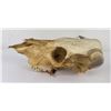 Image 5 : Montana Steer Cow Skull