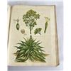 Image 6 : The Universal Herbal Dictionary Thomas Green