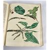 Image 7 : The Universal Herbal Dictionary Thomas Green