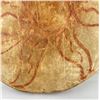 Image 5 : Plains Indian Sun Dance Drum