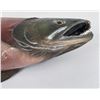 Image 17 : Sockeye Salmon Taxidermy Fish Mount