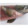 Image 18 : Sockeye Salmon Taxidermy Fish Mount