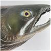 Image 21 : Sockeye Salmon Taxidermy Fish Mount