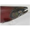Image 4 : Sockeye Salmon Taxidermy Fish Mount