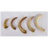 Image 1 : Lot of Boar Teeth From the South Pacific WW2