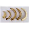Image 2 : Lot of Boar Teeth From the South Pacific WW2