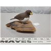 Image 1 : Hand carved 'puffin' bird on driftwood