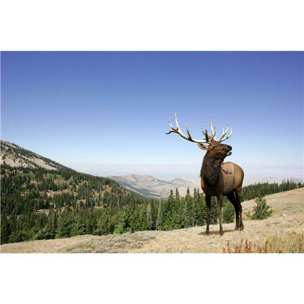 Wyoming Game and Fish Commissioner Tag