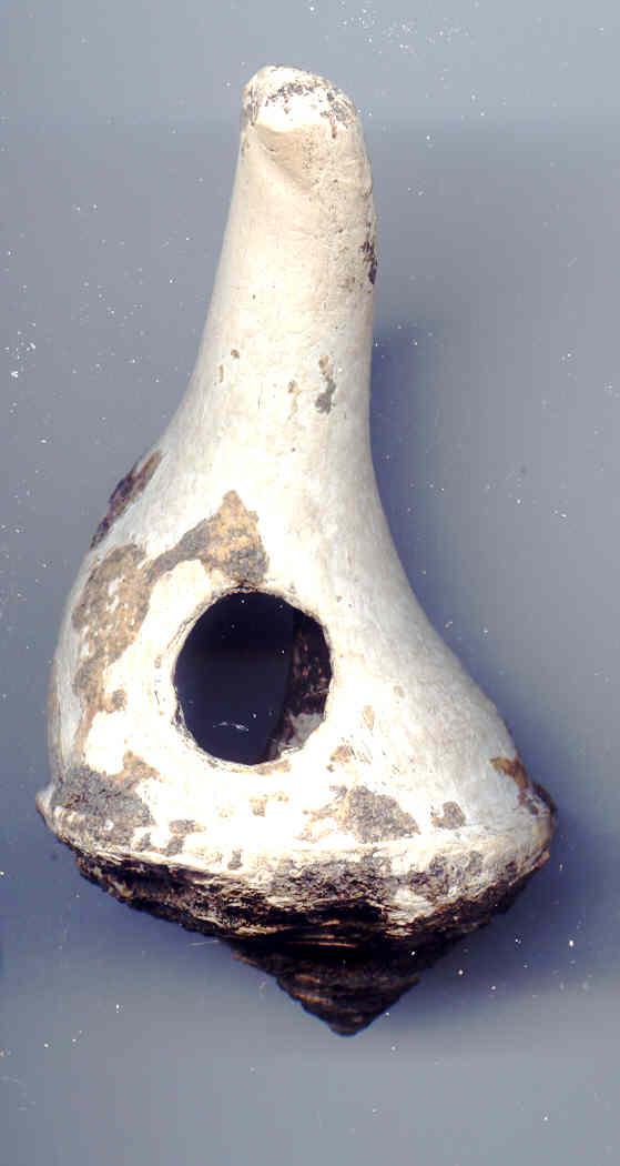 Conch Shell Hammer, Florida