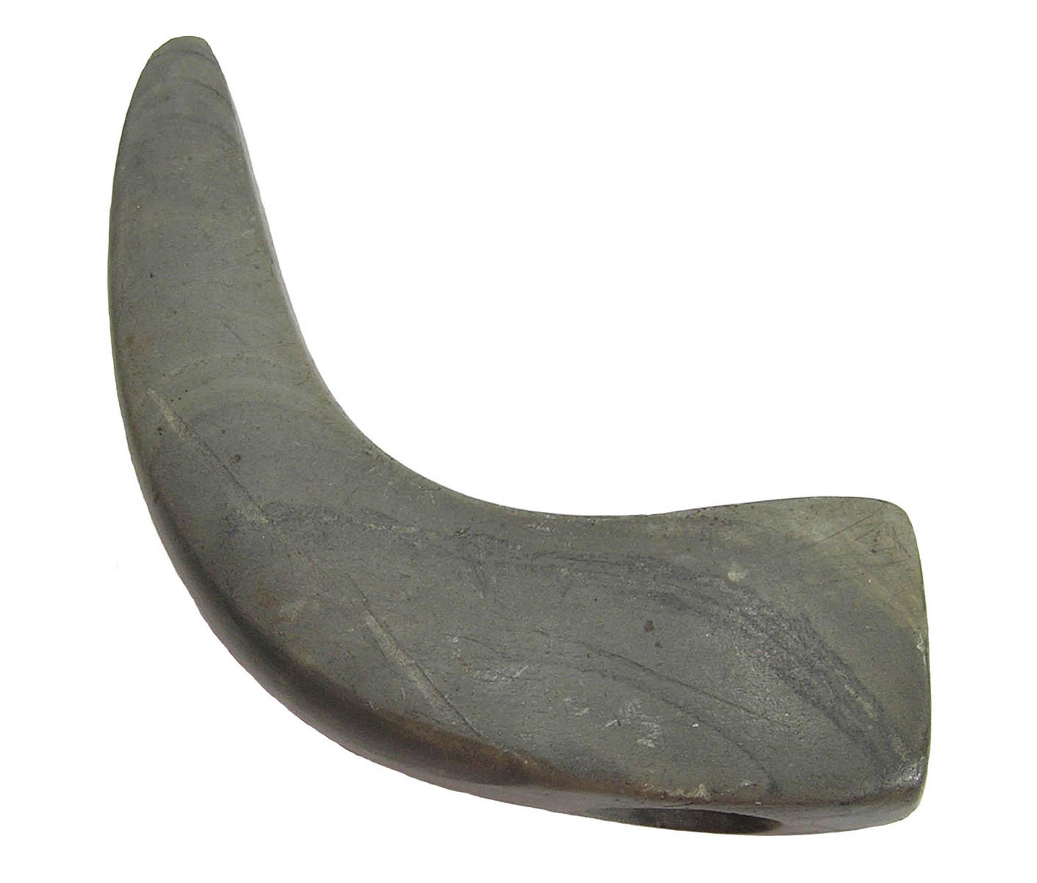 Geniculate Bannerstone, Davis COA, Pictured, Meuser