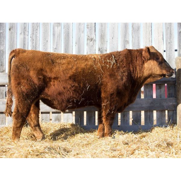 RED RCR Frank Sinatra 316H