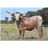 Image 1 : HLR Sun Kissed Kallie