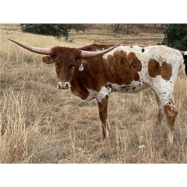 HH TEXANA HOPES
