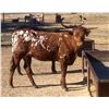 Image 1 : Donation Lot - Spargers Pick