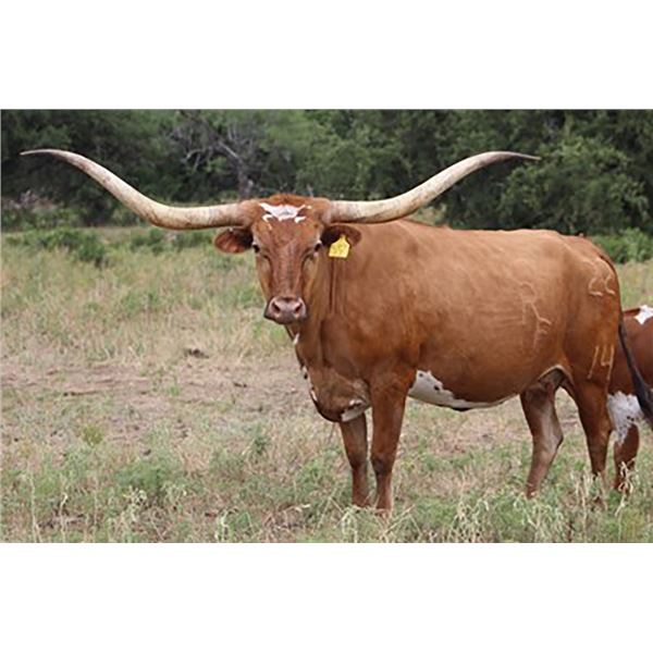 RJF COWBOY COMFORT